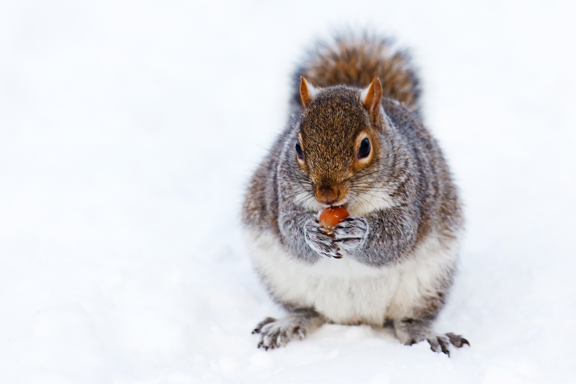 Eichhörnchen sitzt auf Schnee und hält eine Haselnuss in den Pfoten, an der es knabbert